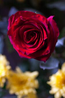 Macro Photo Of Red Rose. Closeup Rose Stock Images
