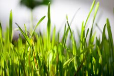 Spring Fresh Green Grass Close-up Only Grown Stock Photography