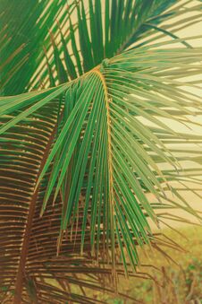 Close Up Green Palm Leaves Stock Photo