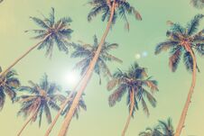 Silhouettes Of Palm Trees Stock Image