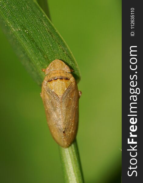Macro Of A Small Caucasian Cicada On A Green Grass