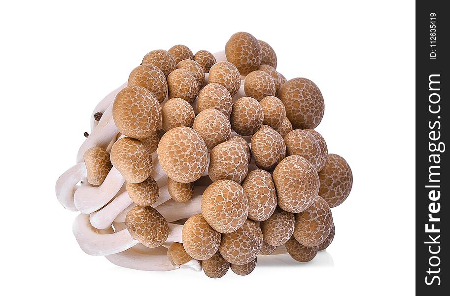 Fresh brown shimeji mushroom, beech mushrooms or edible mushroom isolated on white background