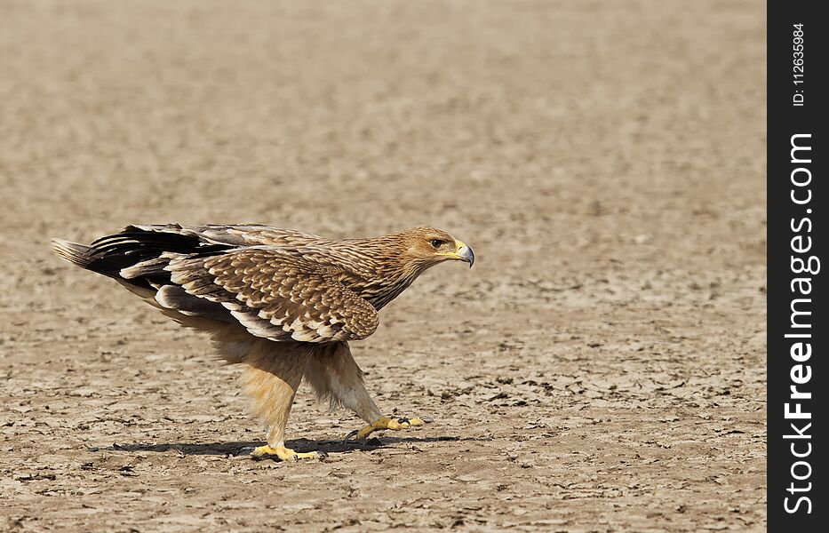 Walking Imperial Eagle from Gujarat, India