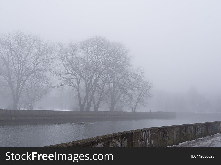 The Gloomy trees near the river in the morning mist
