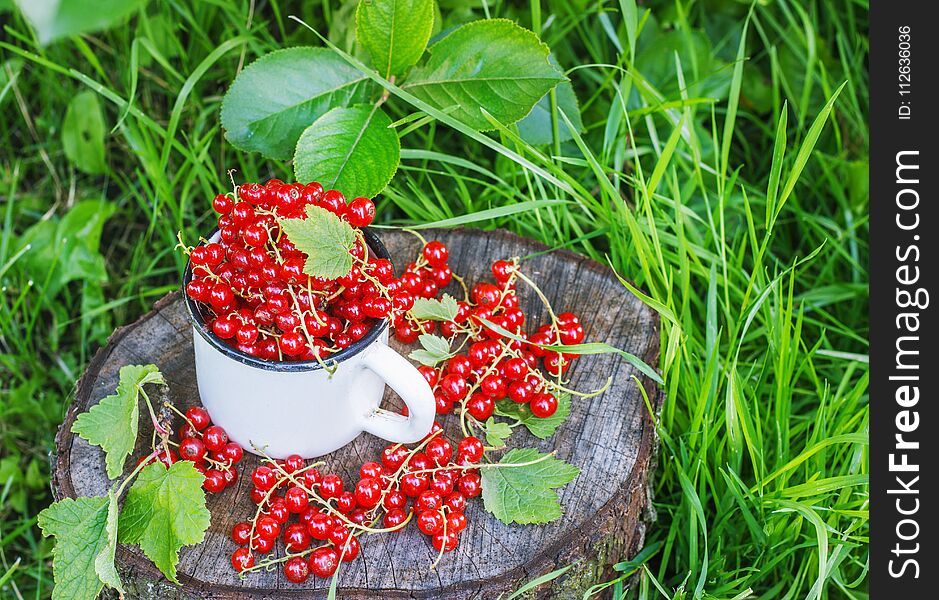 Red currant in a metal mug on a street on a sunny day garden. Red currant in a metal mug on a street on a sunny day garden