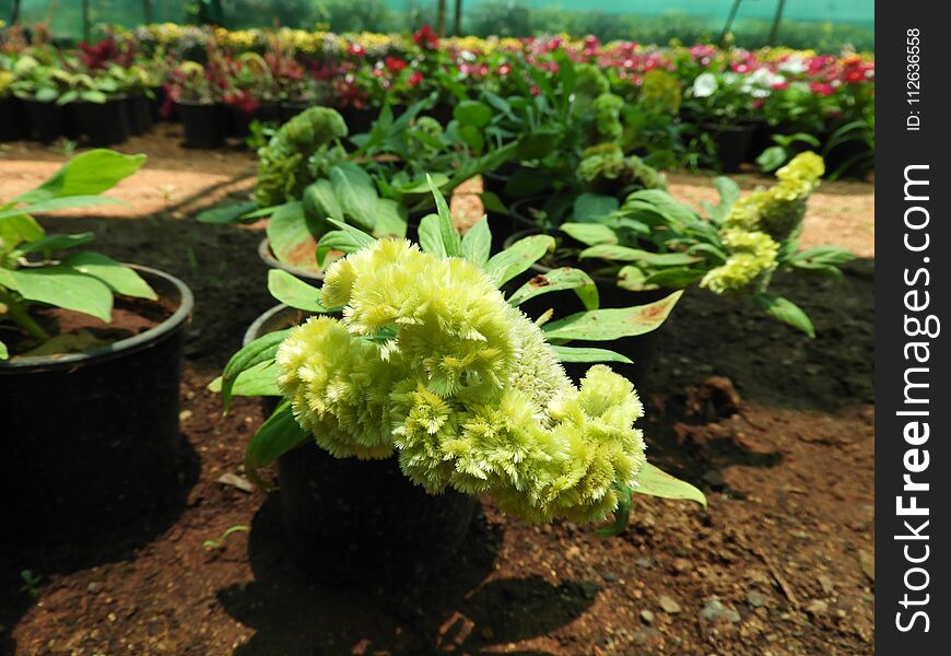 Cockscomb, Chinese Wool Flower, Celosia argentea in a sunny day. Cockscomb, Chinese Wool Flower, Celosia argentea in a sunny day