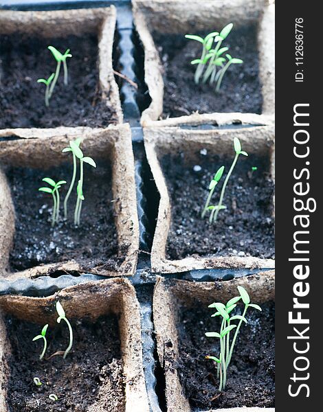 Tomato Seedling Pot In Greenhouse