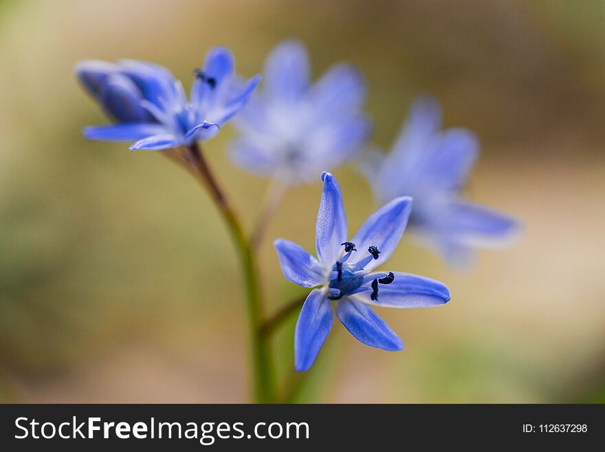 Scilla bifolia, two-leaf squill, alpine squill