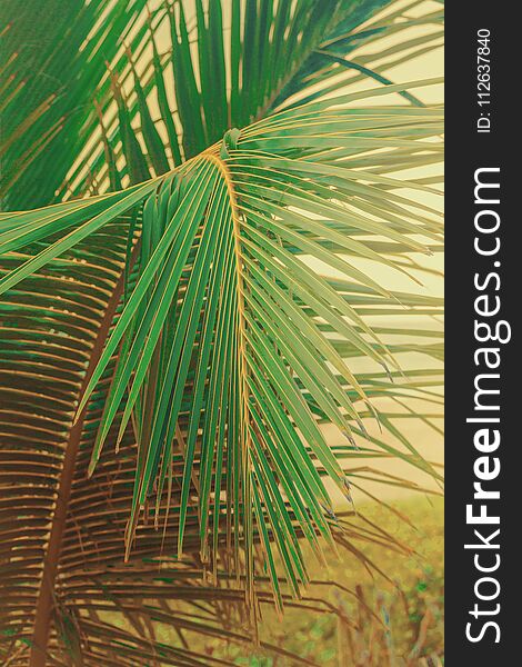 Close up green palm leaves over sky background, fresh exotic tree foliage, paradise beach, summer vacation and holiday concept