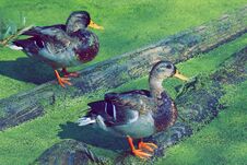 Two Ducks On A Log On The Pond Anas Platyrhynchos Stock Image