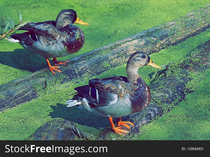 Two ducks on a log on the pond Anas platyrhynchos