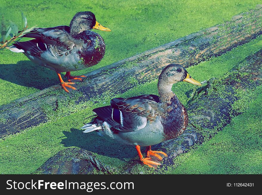 Two Ducks On A Log On The Pond Anas Platyrhynchos