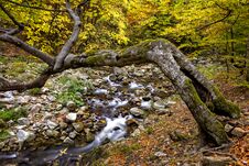 River Passing Through An Autumn Forest In The Mountains Royalty Free Stock Images