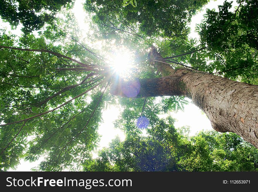 beautiful sunshine in the morning under a big tree. Tropical forest in Indonesia.