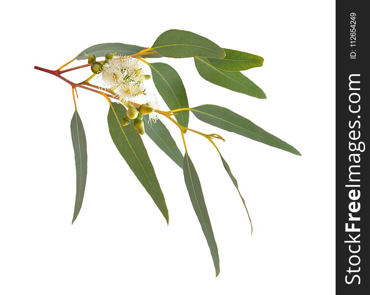 Blossoming eucalypt. Isolated on white background.