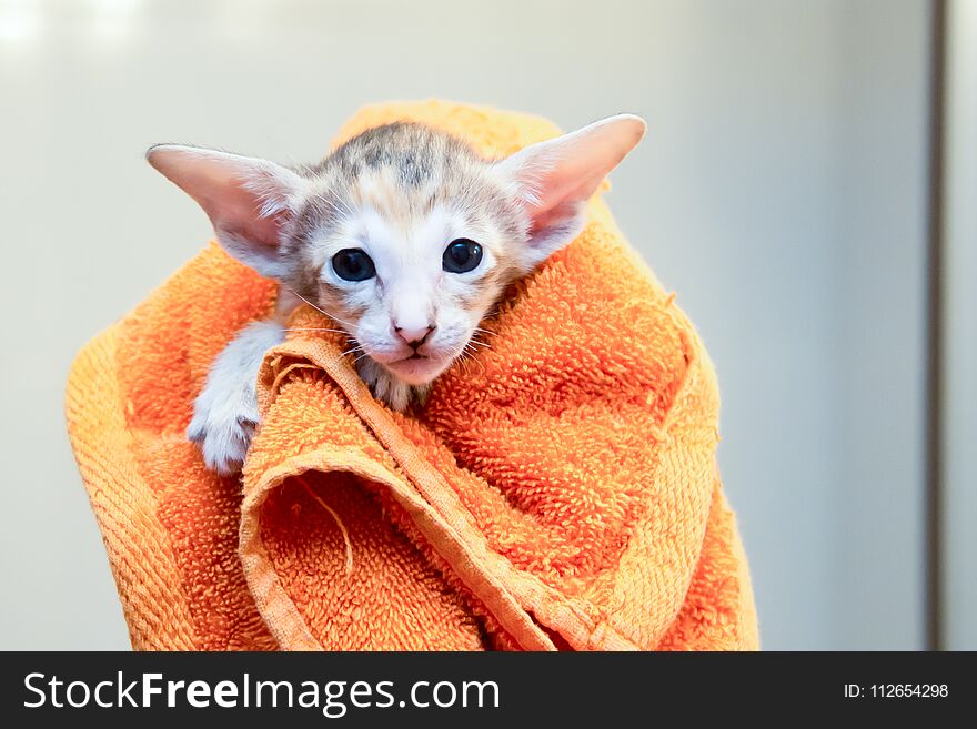 The kitten is wrapped in a towel.