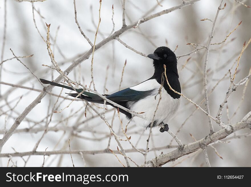 Magpie Pica pica perched on a tree on the Gray background, looking up. Ukraine. 2018. Magpie Pica pica perched on a tree on the Gray background, looking up. Ukraine. 2018.