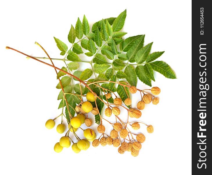 Melia azedarach, commonly names: chinaberry tree, Pride of India, bead-tree, Cape lilac, syringa berrytree, Persian lilac, and Indian lilac.