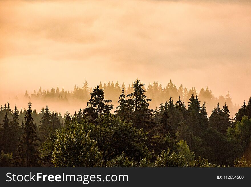 Morning mist over the woods of a valley in Bucovina region of Romania. Morning mist over the woods of a valley in Bucovina region of Romania