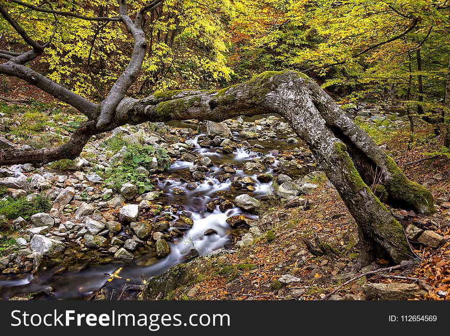 River passing through an autumn forest in the mountains