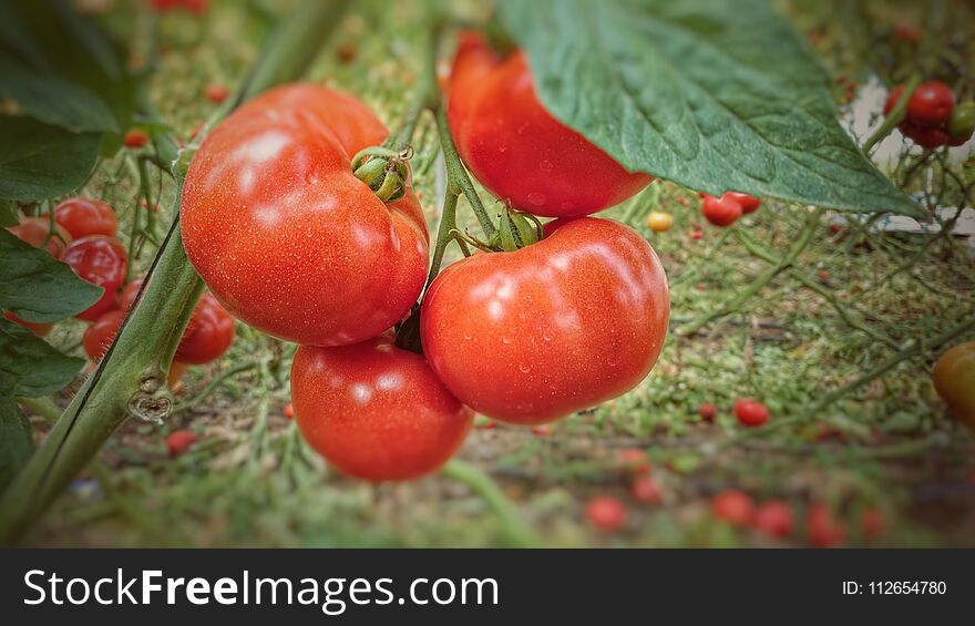 Close up of a batch of ripe tomatoes in a greenhouse