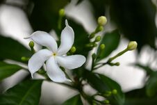 White Blossom From Sri Lanka Stock Photography