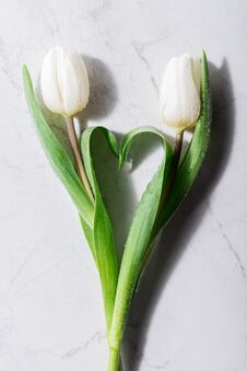Two Fresh Tulips Creating A Heart Shape. Stock Images