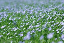 Flax Field Blooming, Flax Agricultural Cultivation. Royalty Free Stock Images