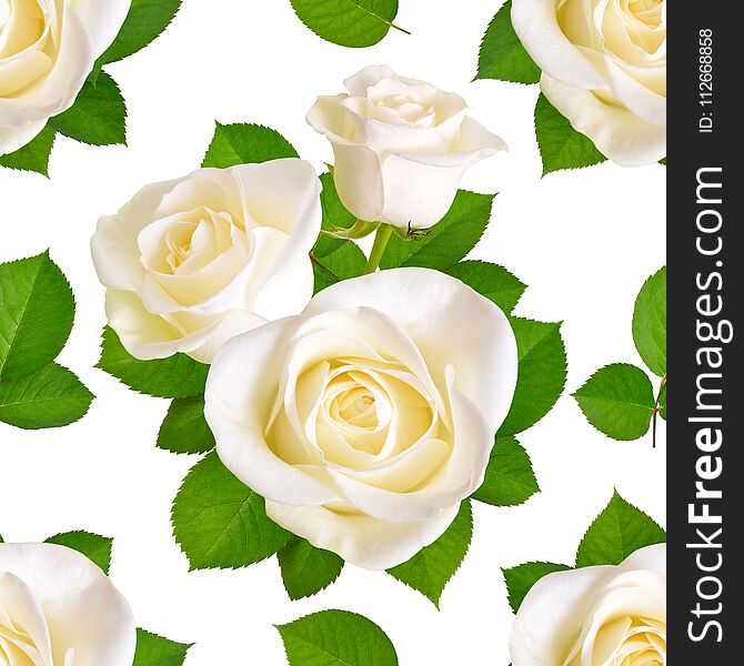 Seamless background with white roses. Isolated on white background