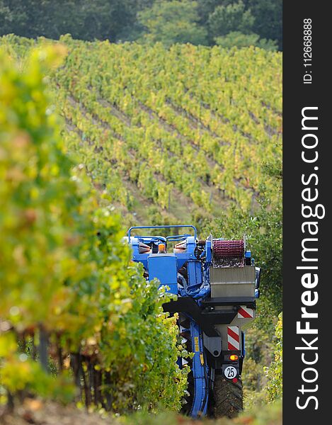 Mechanical harvesting of grapes in the vineyard, France