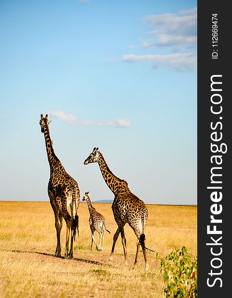 Three Brown-and-black Giraffes Walking