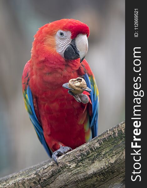 Ara chloropterus eating a walnut