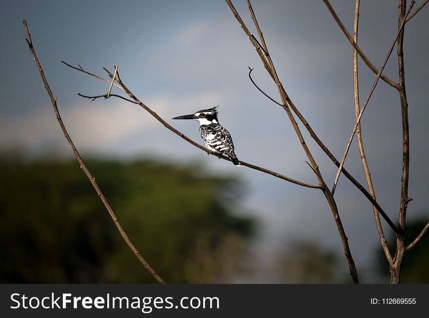 White And Black Bird On Brown Tree Stem