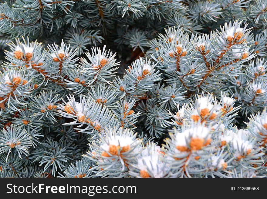 Gray-and-orange Plants in Closeup Photography