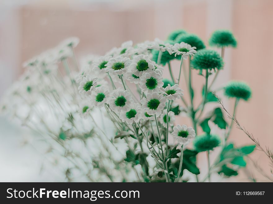 Selective Focus Photography of Green and White Petaled Flowers