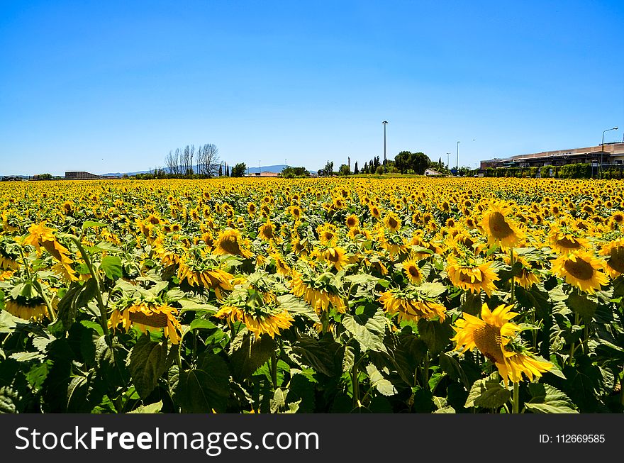 Bed Of Sunflowers