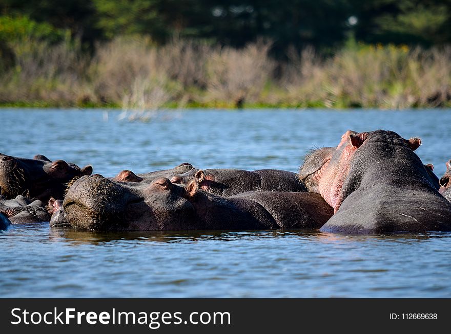 Hippopotamus in the Water