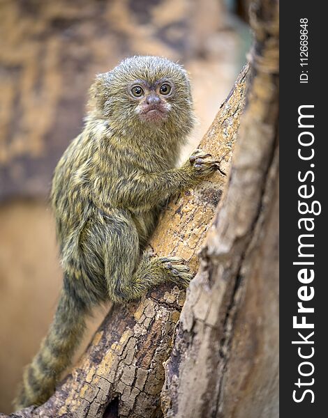 Pygmy marmoset close up portrait