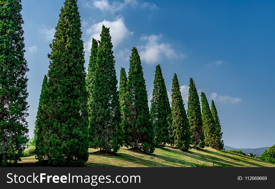 Pine trees on small hill of green grass on blue sky background