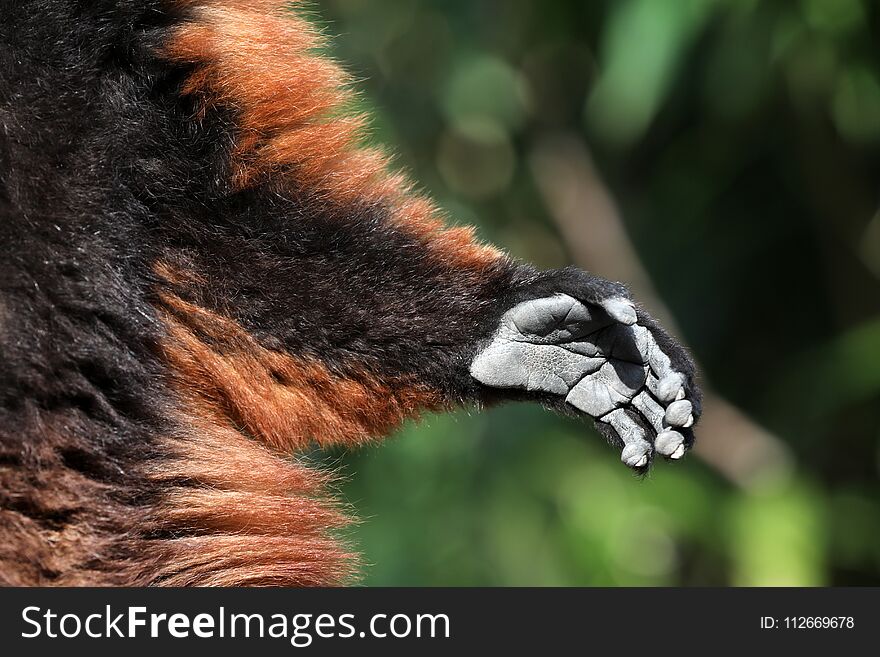 A Red ruffed lemur hand