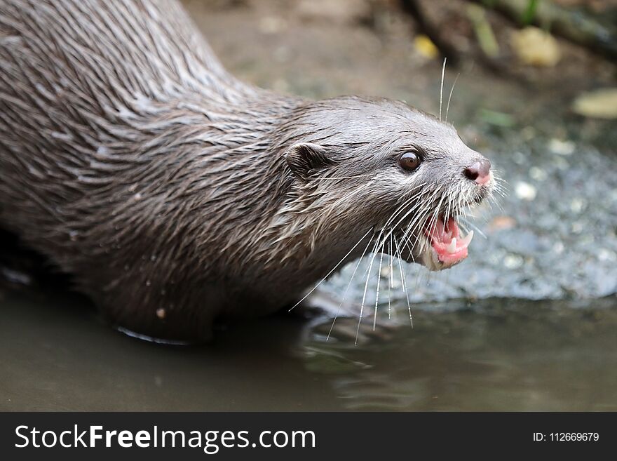 An Asian small-clawed otter with open beak