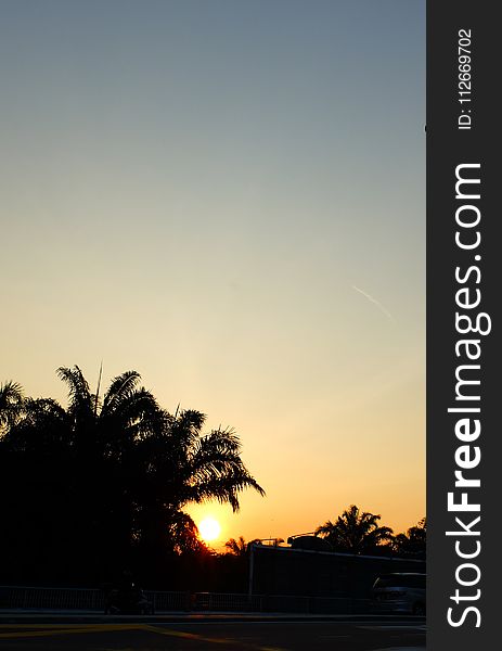 Silhouette of Coconut Tree