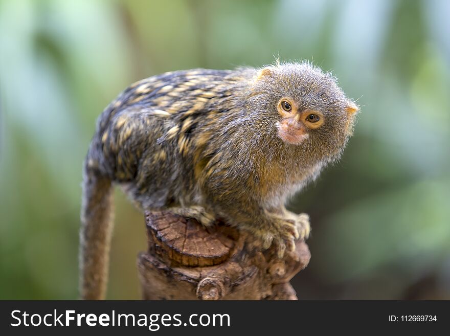 A Pygmy marmoset close up portrait