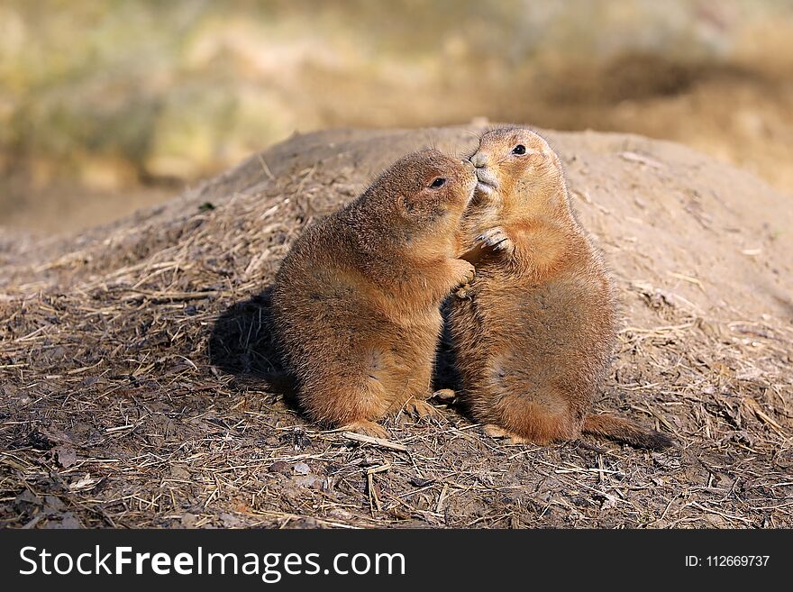 Two cute Kissing prairie dogs