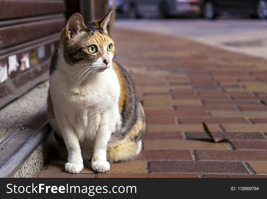 Brown and White Tabby Cat Sitting on Brown Brick Pathway