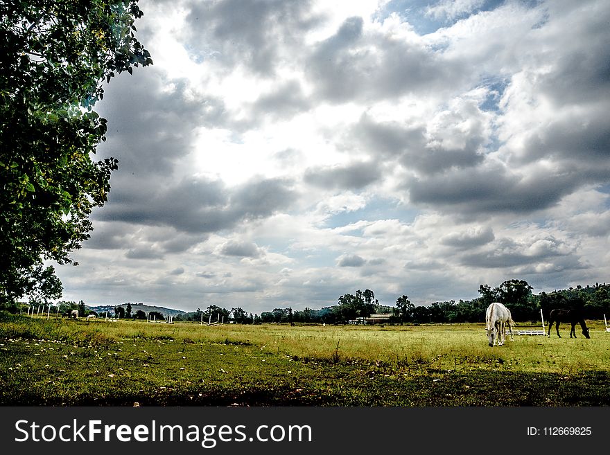 White Cattle Walking on Grass Field