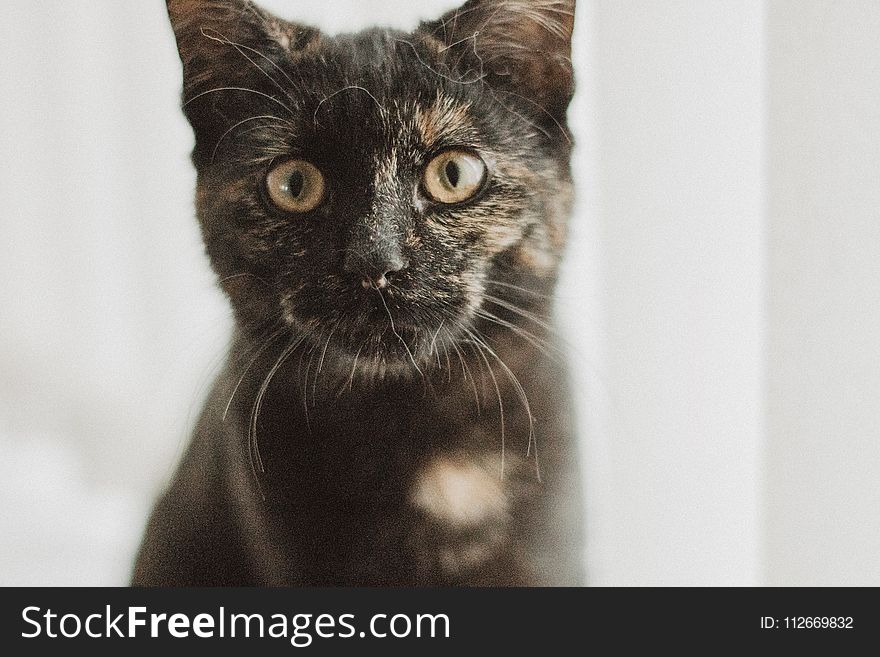 Closeup Photo Of Tortoiseshell Cat