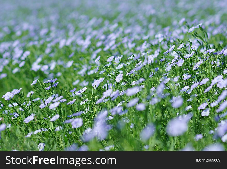 Flax Field Blooming, Flax Agricultural Cultivation.