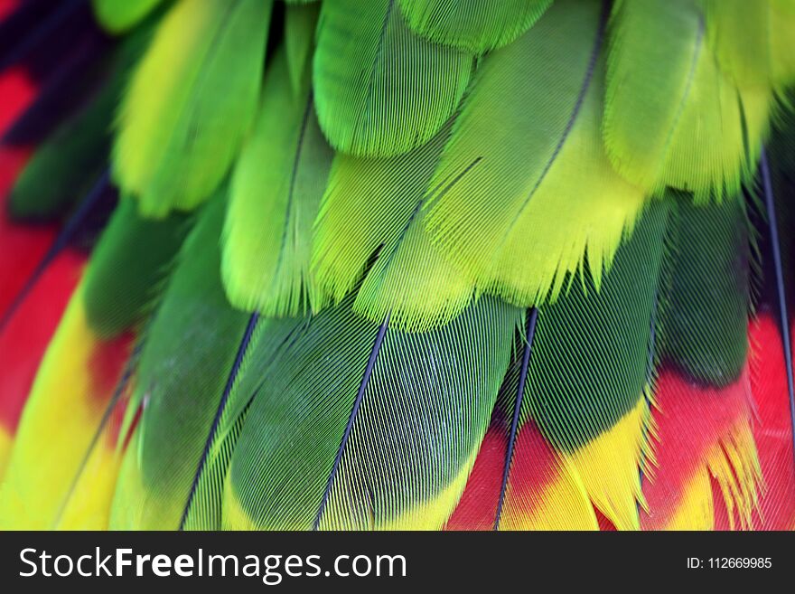 Very colorful Amazona brasiliensis feathers