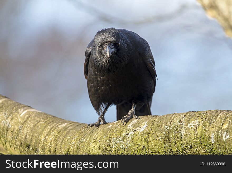 A Carrion Crow Close up